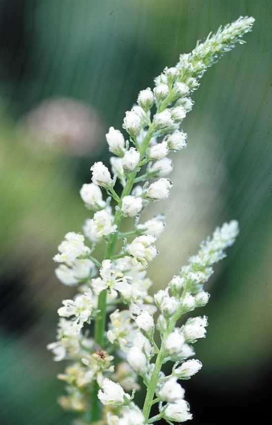 Reseda alba  