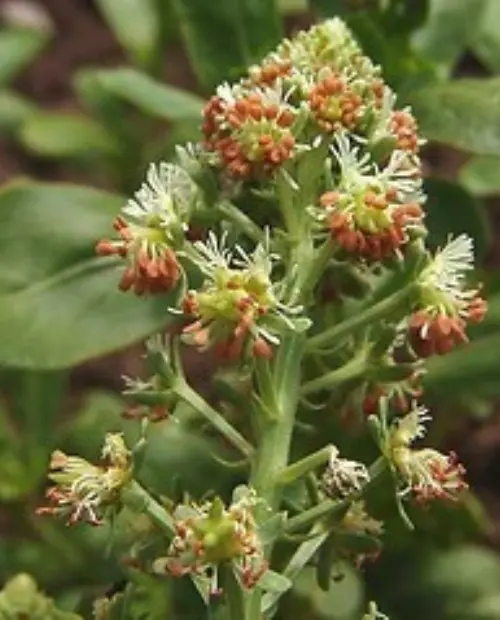 Reseda odorata  