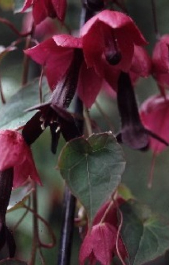 [DR-513] Rhodochiton atrosanguineus 