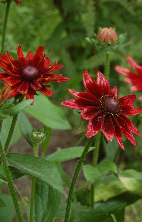 Rudbeckia hirta 'Cherry Brandy'