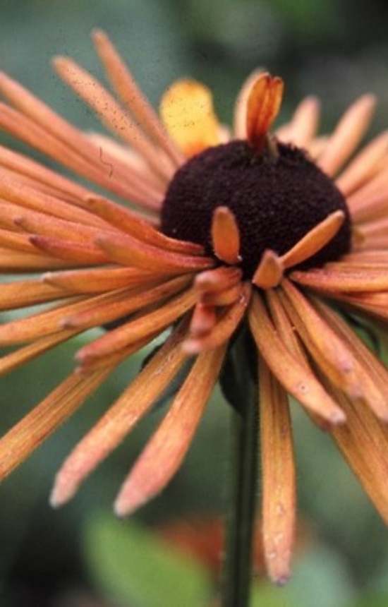 Rudbeckia hirta 'Chim Chimenee'