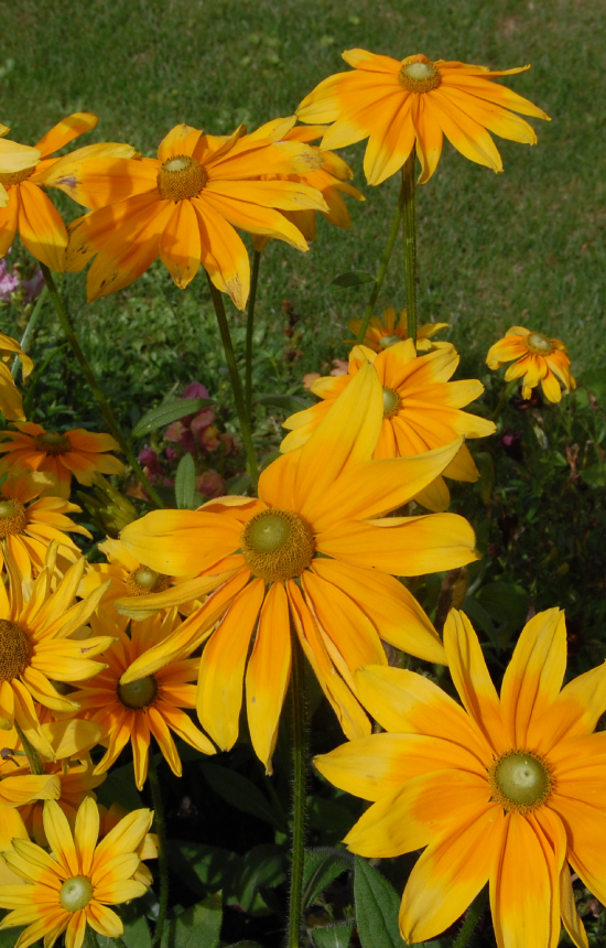 Rudbeckia hirta 'Prairie Sun'