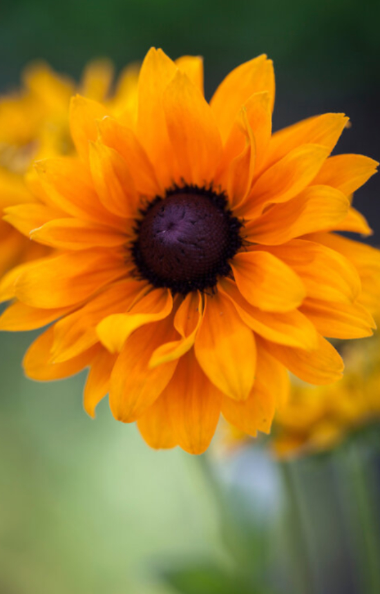 Rudbeckia hirta 'Goldilocks'
