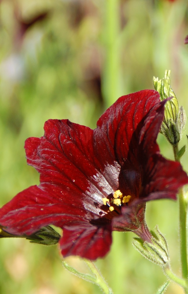 Salpiglossis sinuata 'Chocolate'