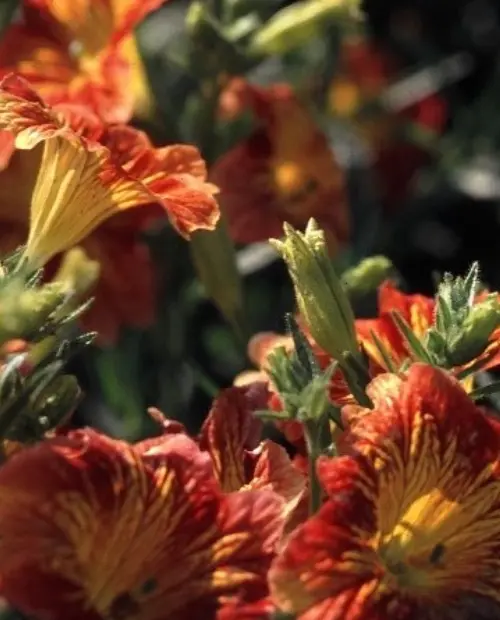 Salpiglossis sinuata 'Red Bicolor'