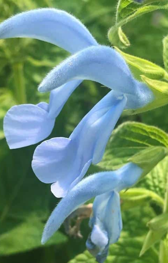 [ES-513] Salvia patens 'Cambridge Blue'