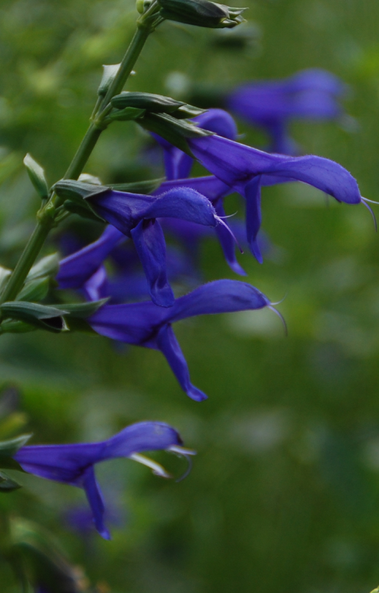 Salvia patens 'Oxford Blue'