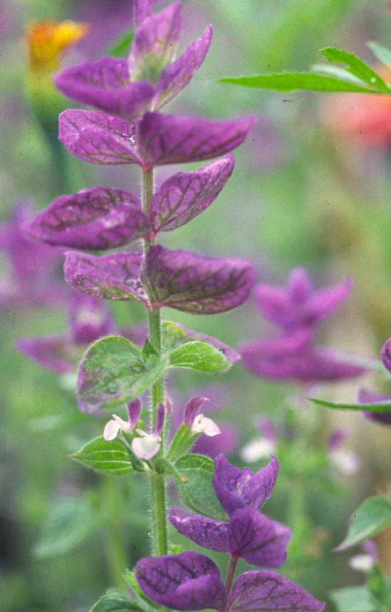 Salvia viridis 'Blue Denim' 