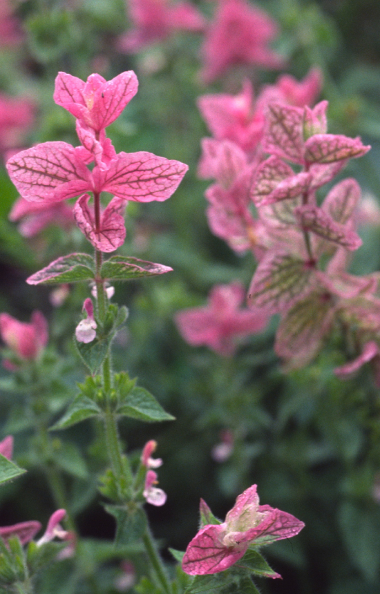Salvia viridis 'Pink Sunday' 