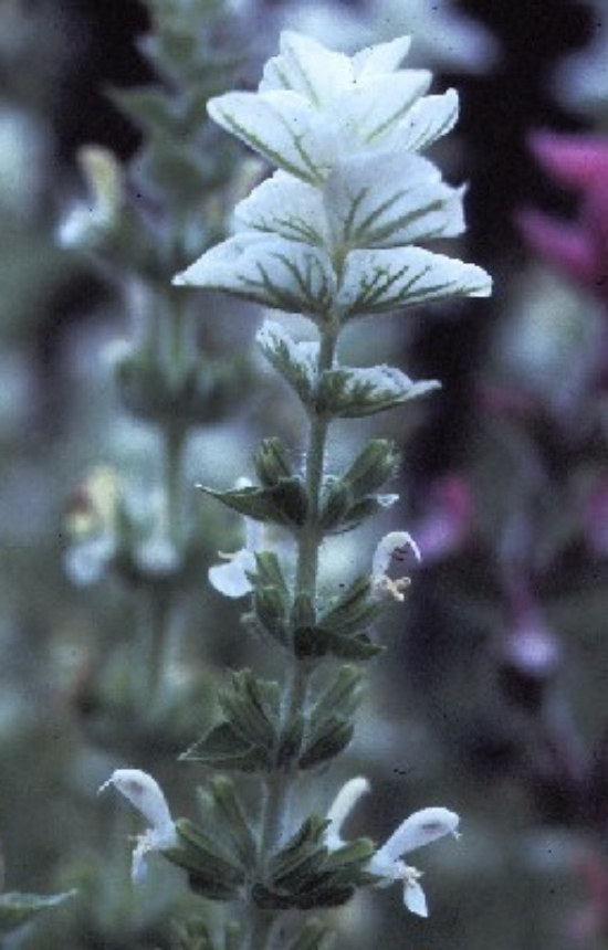 Salvia viridis 'White Swan'