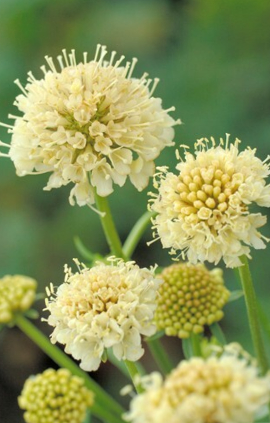 Scabiosa atropurpurea 'Fata Morgana'
