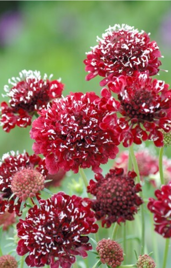 Scabiosa atropurpurea 'Fire King'
