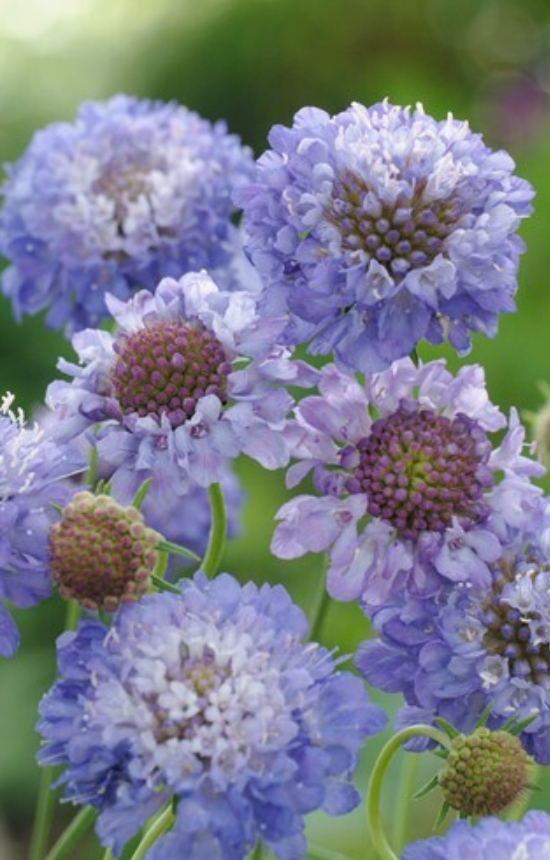 [CS-514] Scabiosa atropurpurea 'Oxford Blue'