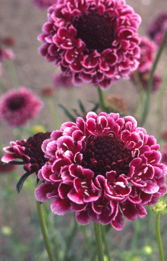 Scabiosa atropurpurea 'Purple'