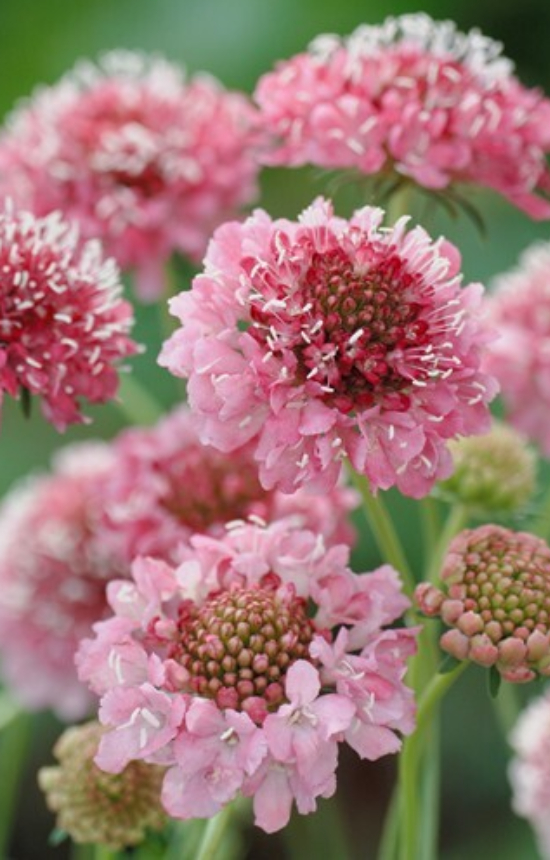 [BS-514] Scabiosa atropurpurea 'Salmon Queen'