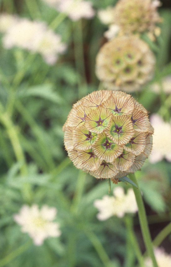 [ES-514] Scabiosa stellata 'Drumsticks'
