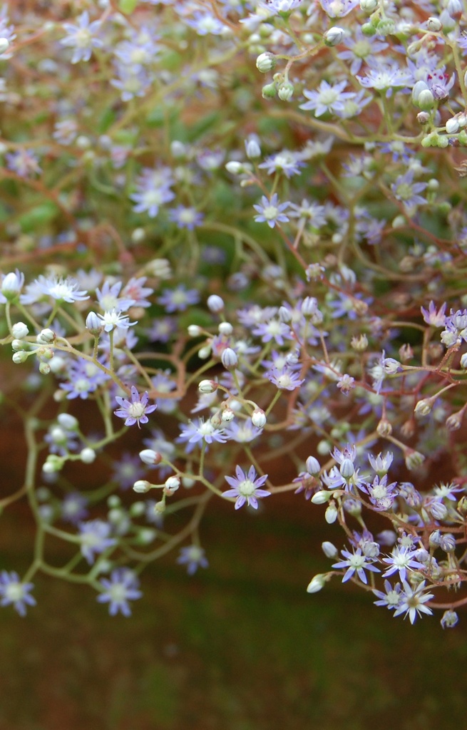[BS-028] Sedum caeruleum  