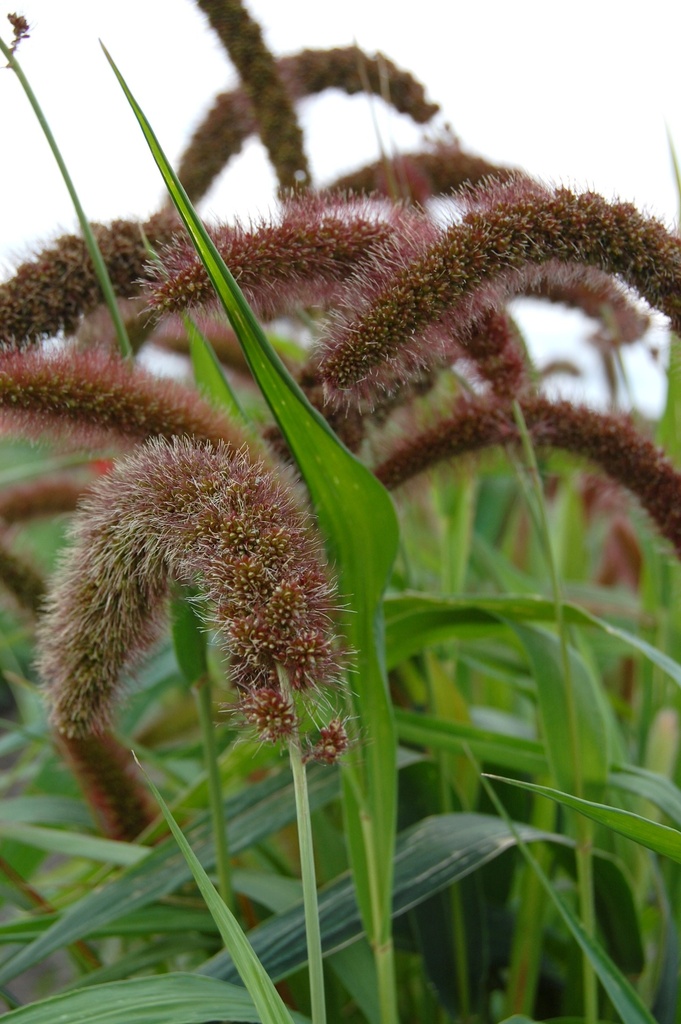 Setaria italica 'Red Jewel' 