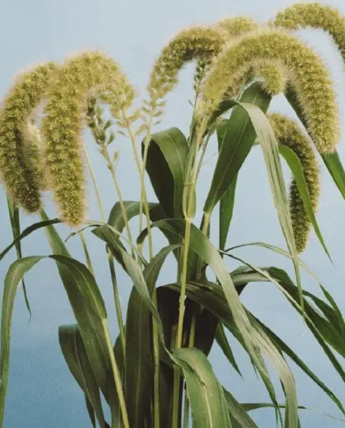 Setaria macrocheata 