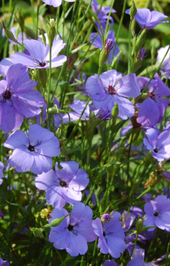Silene coeli-Rosea 'Blue Angel' 