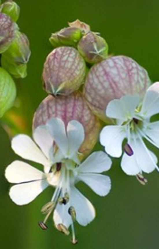 Silene vulgaris 