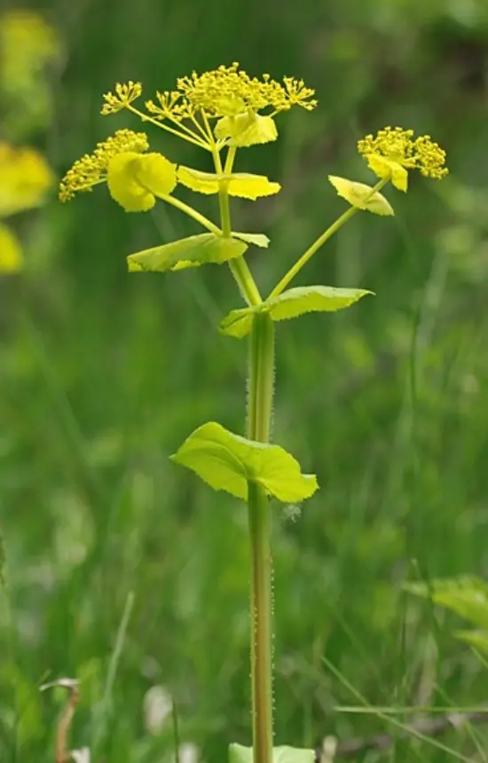 Smyrnium perfoliatum 
