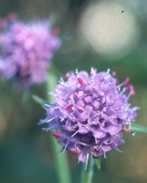 [BS-511] Succisa pratensis  