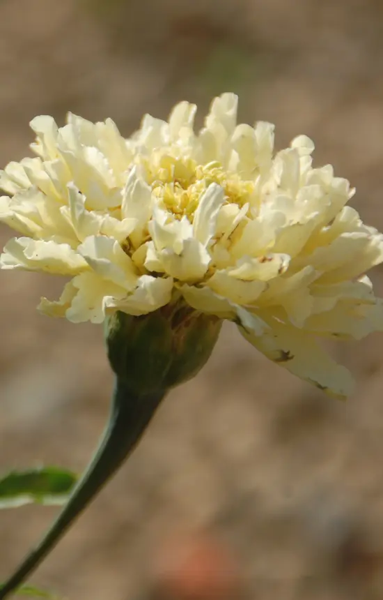 [CT-514] Tagetes erecta 'Eskimo'