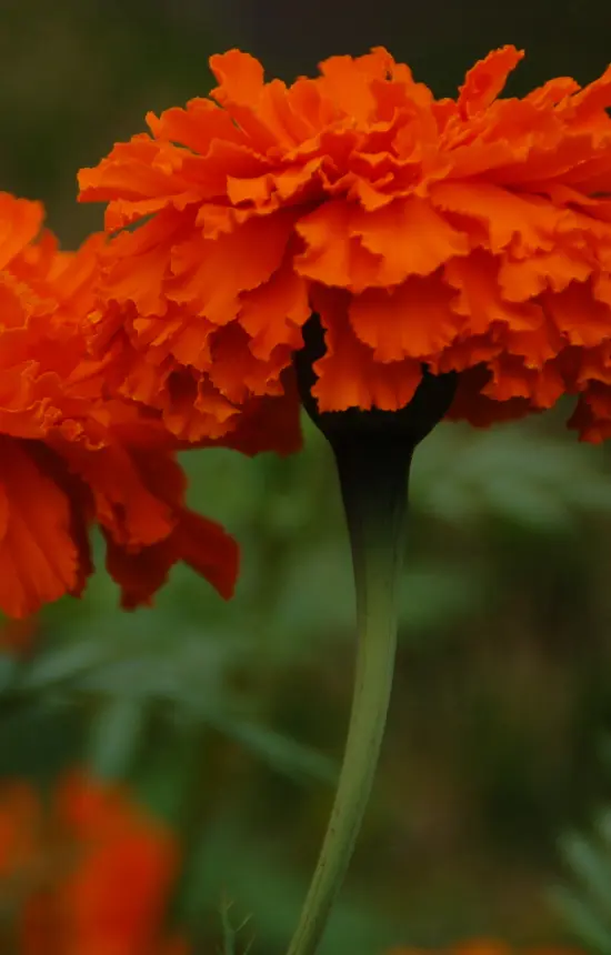 Tagetes erecta 'Kees Orange' 