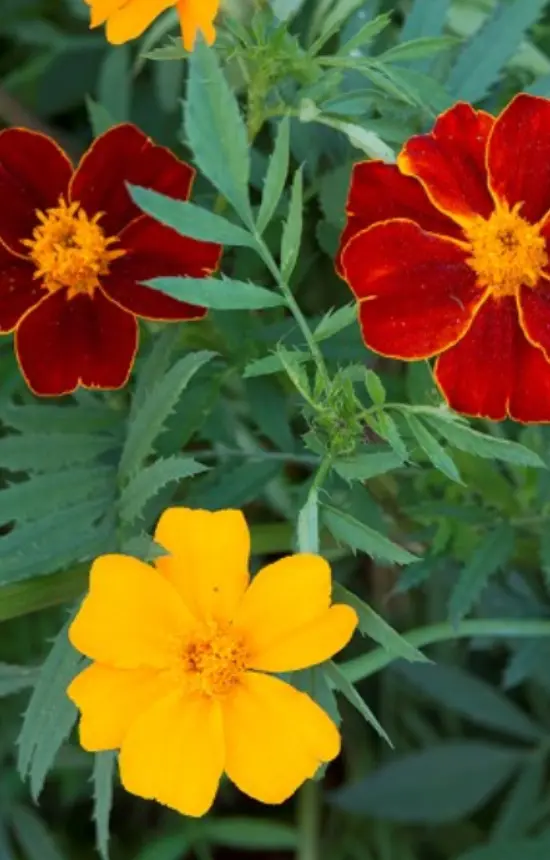 Tagetes patula 'Mexican Twist'