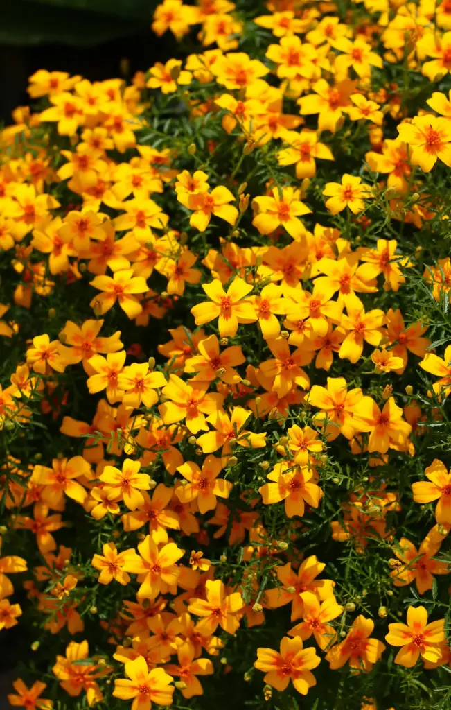 [DT-513] Tagetes tenuifolia 'Lemon Gem' 