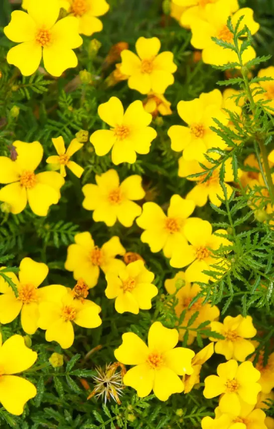Tagetes tenuifolia 'Lemon Gem' 