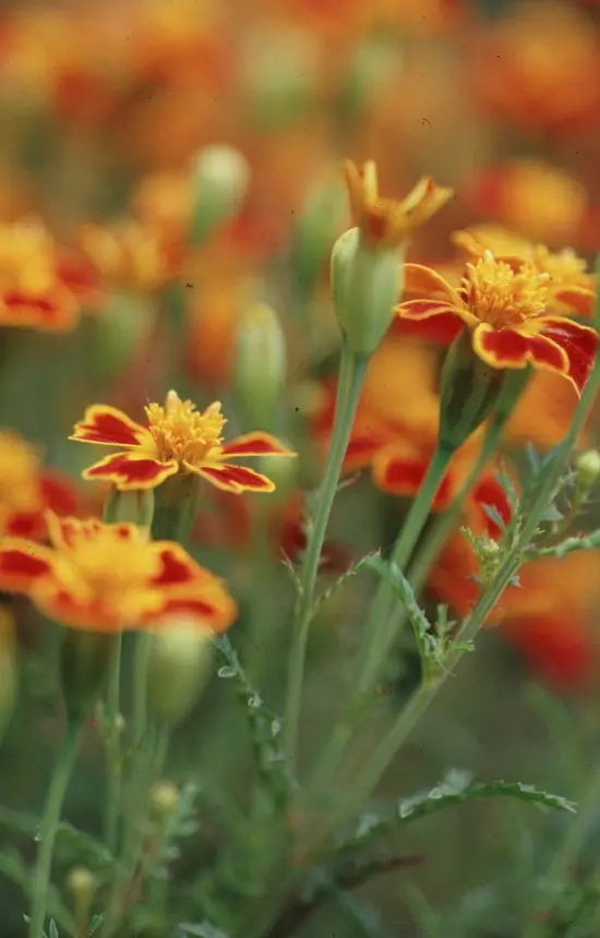 [DT-514] Tagetes tenuifolia 'Paprika' 