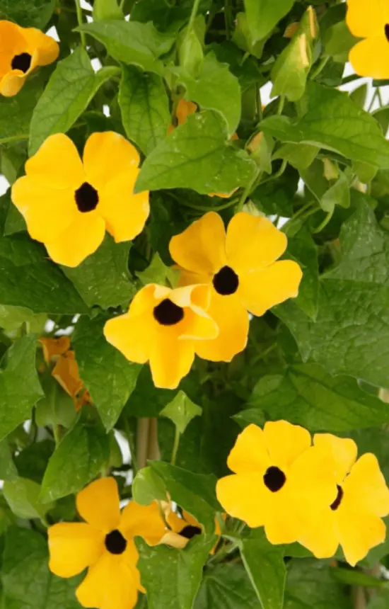 Thunbergia alata 'Sunrise Yellow with eye'