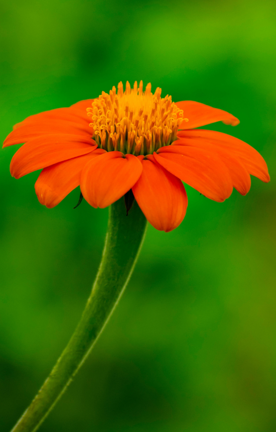 [DT-514] Tithonia rotundifolia