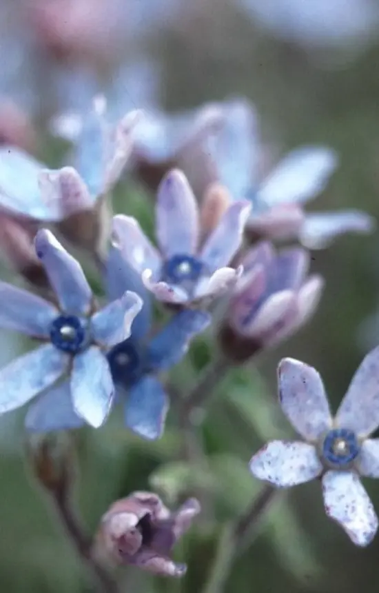 Tweedia caerulea 'Haevenly Blue'