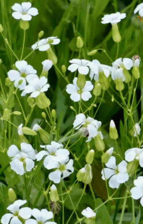Vaccaria hispanica 'White Beauty' 