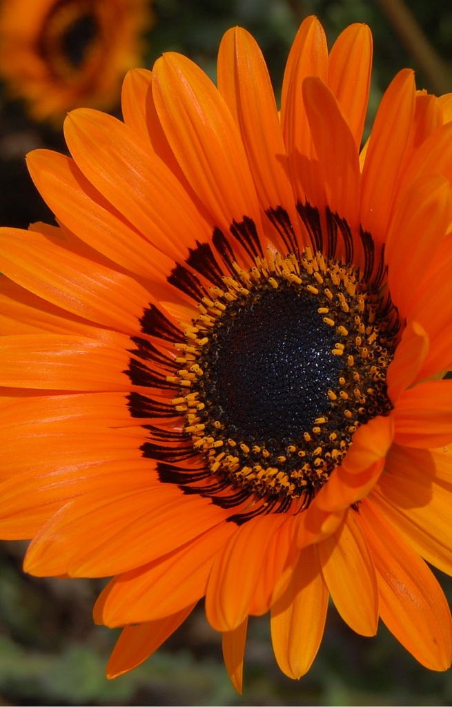 Venidium fastuosum 'Orange Prince'