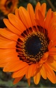 Venidium fastuosum 'Orange Prince'