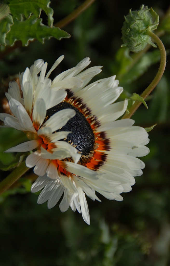 [DV-514] Venidium fastuosum 'Zulu Prince'