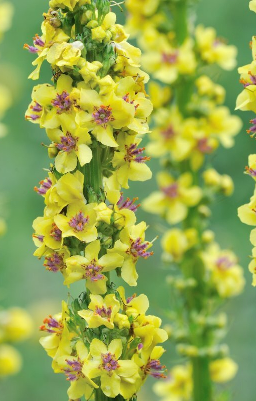 [BV-511] Verbascum nigrum