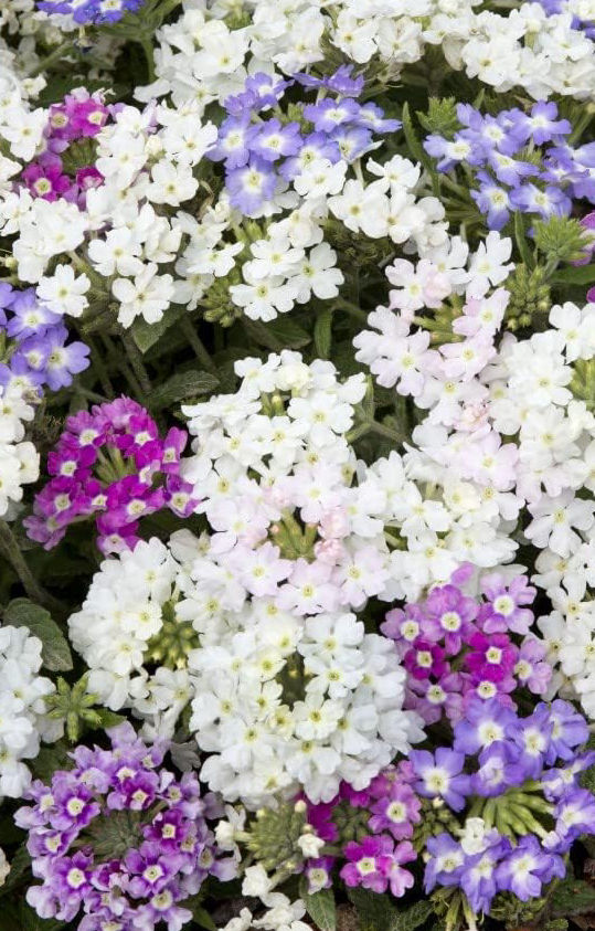 Verbena 'Scentsation Mix'