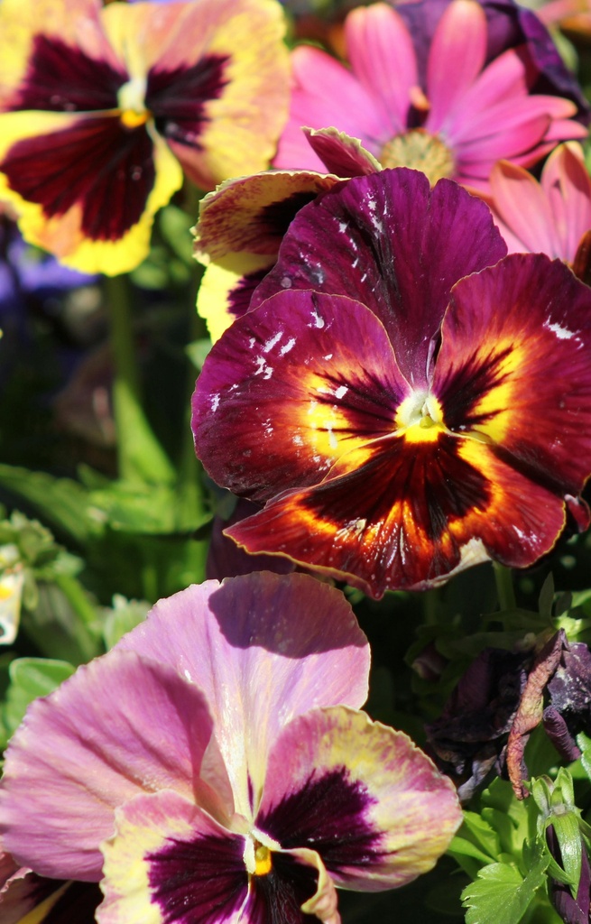 Viola wittrockiana 'Hiemalis Mix '