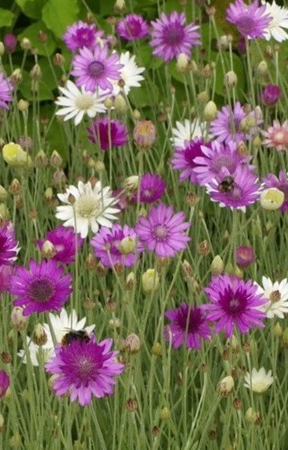 Xeranthemum annuum