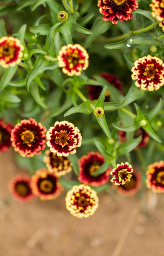 Zinnia angustifolia 'Jazzy Mix'
