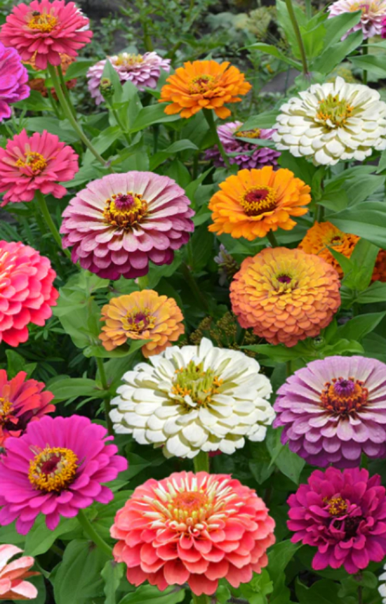 [DZ-514] Zinnia elegans 'California Giants'