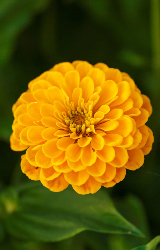 [CZ-513] Zinnia elegans 'Canary Bird'