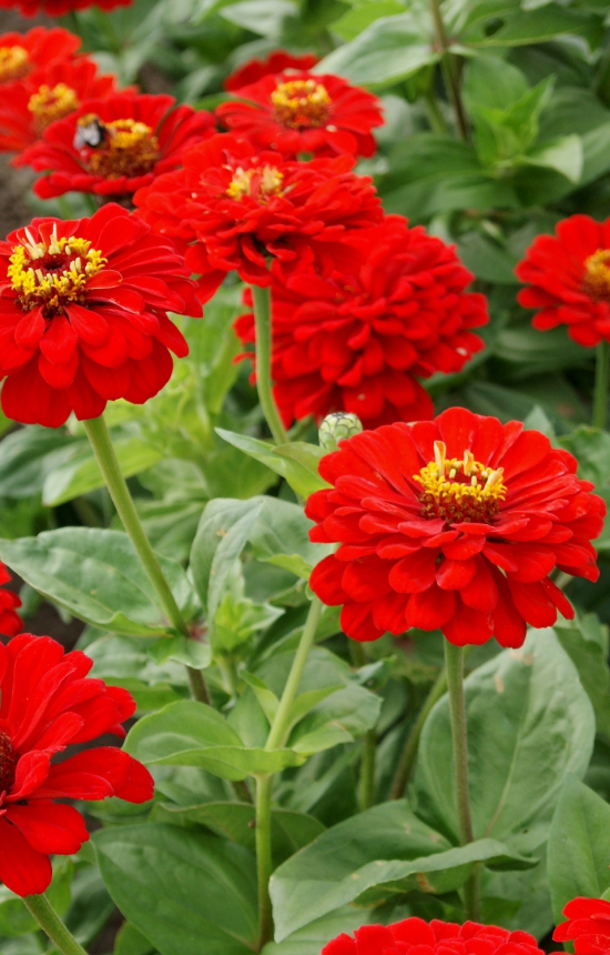 [BZ-514] Zinnia elegans 'Cherry Queen'