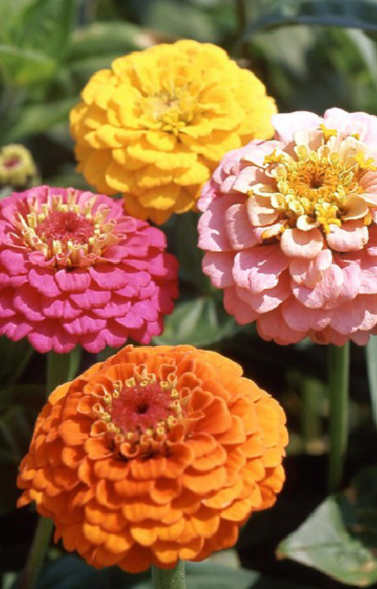 Zinnia elegans 'Cupid mix'