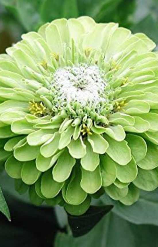 [AZ-513] Zinnia elegans 'Envy'
